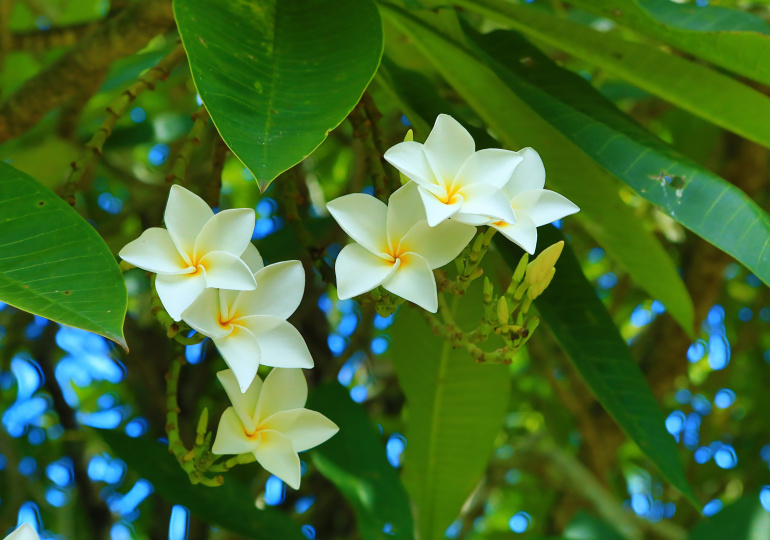 Fleurs de Tahiti